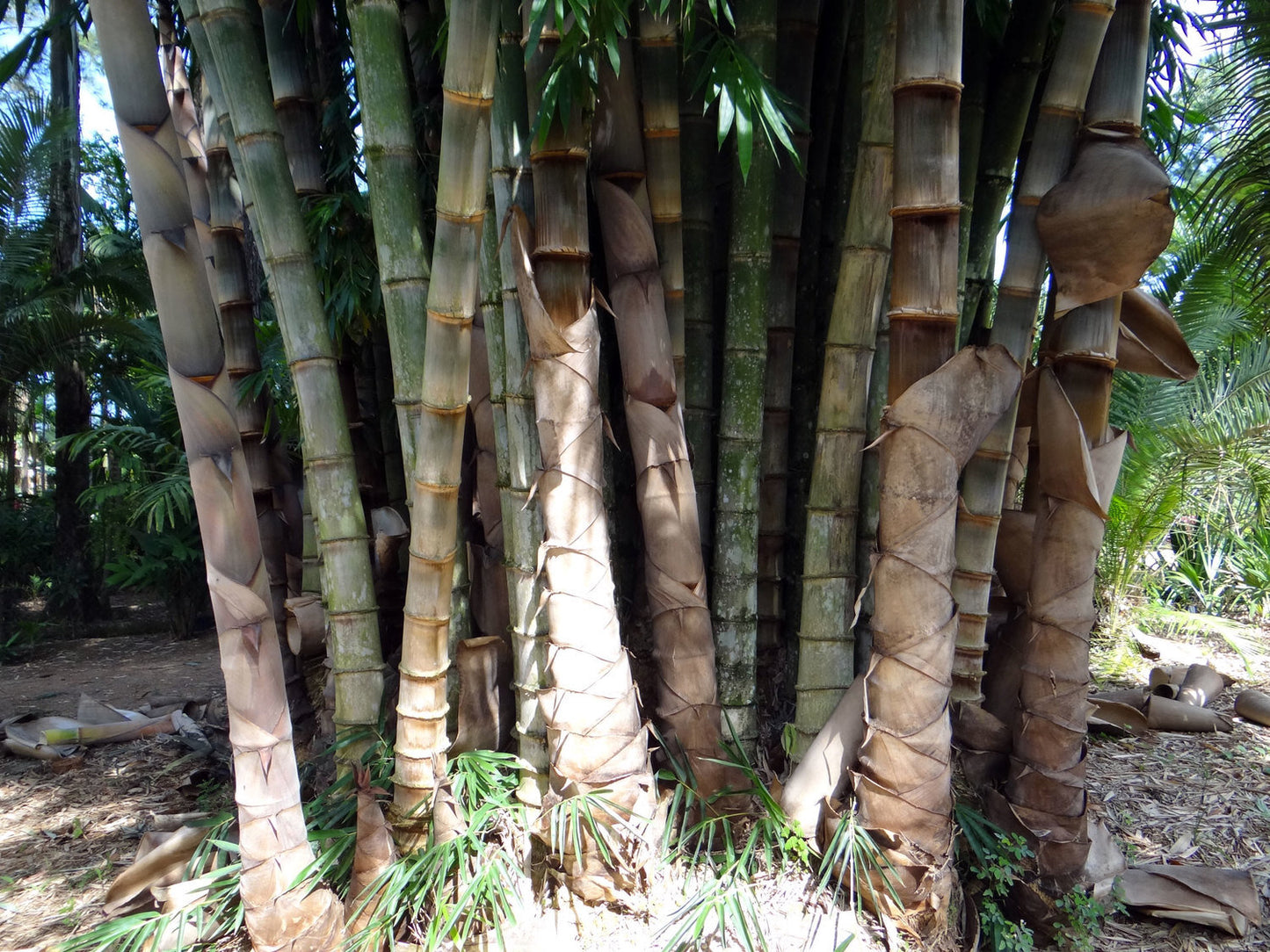 100 Giant Bamboo Seeds (Dendrocalamus Giganteus)