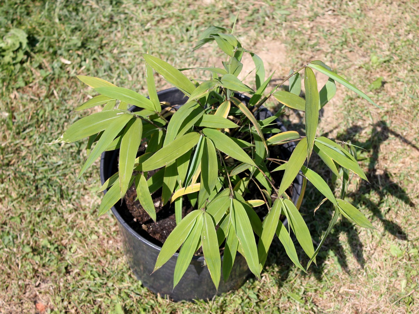 100 Bamboo Seeds (Fargesia / Borinda Fungosa)
