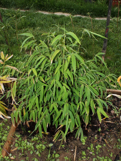 100 Bamboo Seeds (Fargesia / Borinda Fungosa)