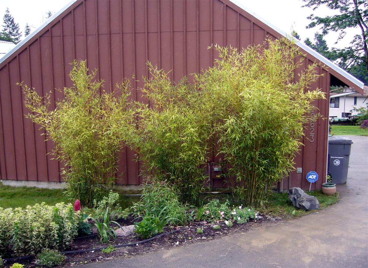 100 Bamboo Seeds (Fargesia / Borinda Fungosa)
