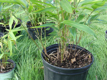 100 Bamboo Seeds (Fargesia / Borinda Fungosa)