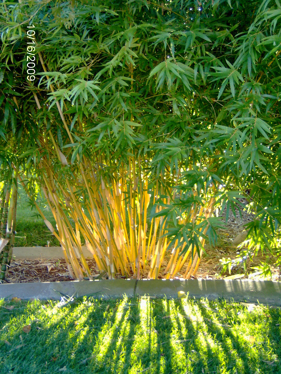 100 Bamboo Seeds (Fargesia / Borinda Fungosa)