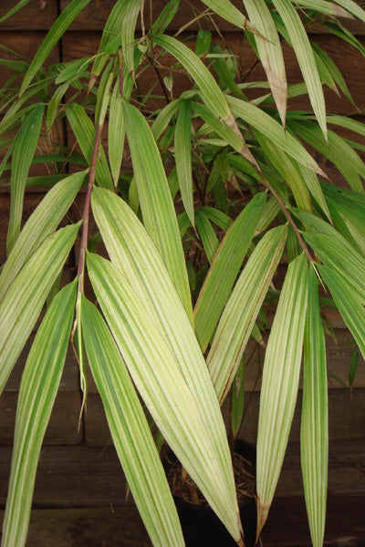 100 Bamboo Seeds (Fargesia / Borinda Fungosa)