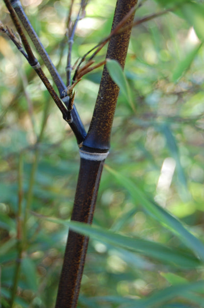 100 Black Bamboo Seeds (Phyllostachys Nigra)