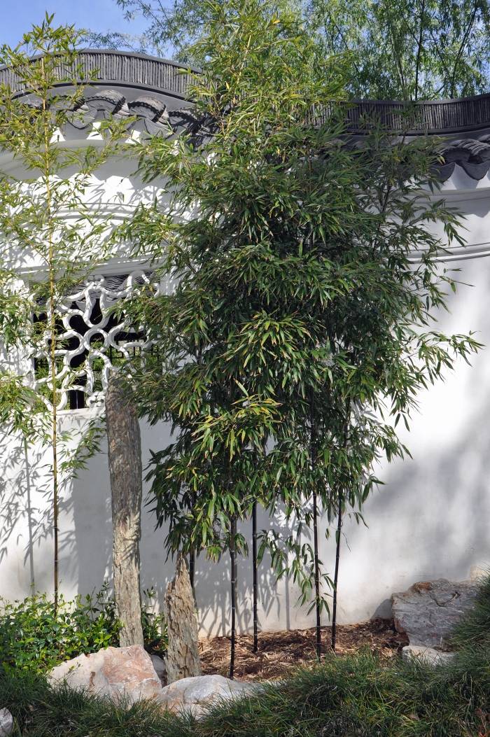100 Black Bamboo Seeds (Phyllostachys Nigra)
